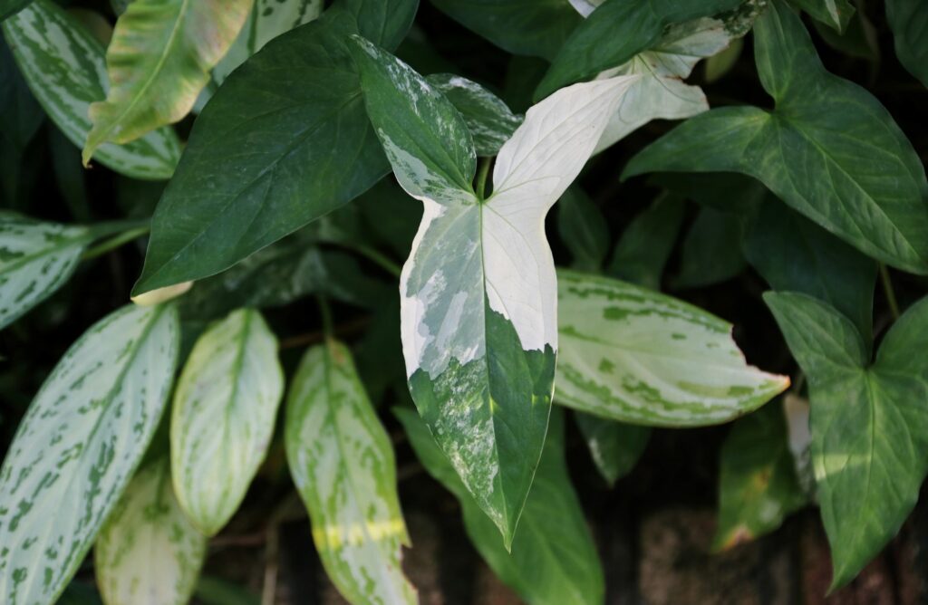 tropical-plants-leafs-