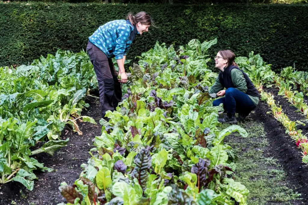 two-female-gardeners-kneeling-in-a-vegetable-bed-What Not to Plant Next to Swiss Chard