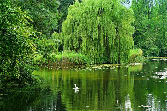 weeping willow 4334489 640