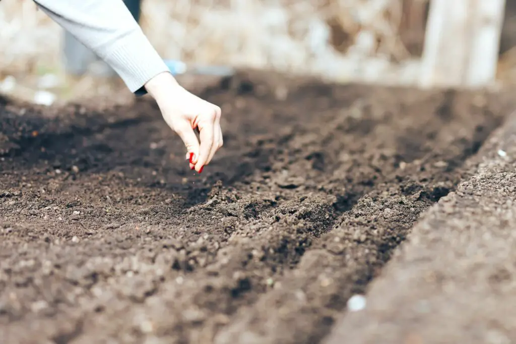 woman-hand-putting-seed-into-soil-in-the-spring-