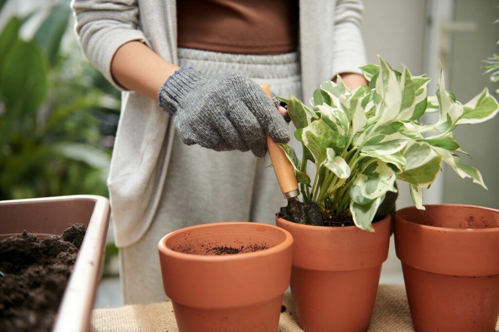 woman-putting-pothos-plant-in-pot-