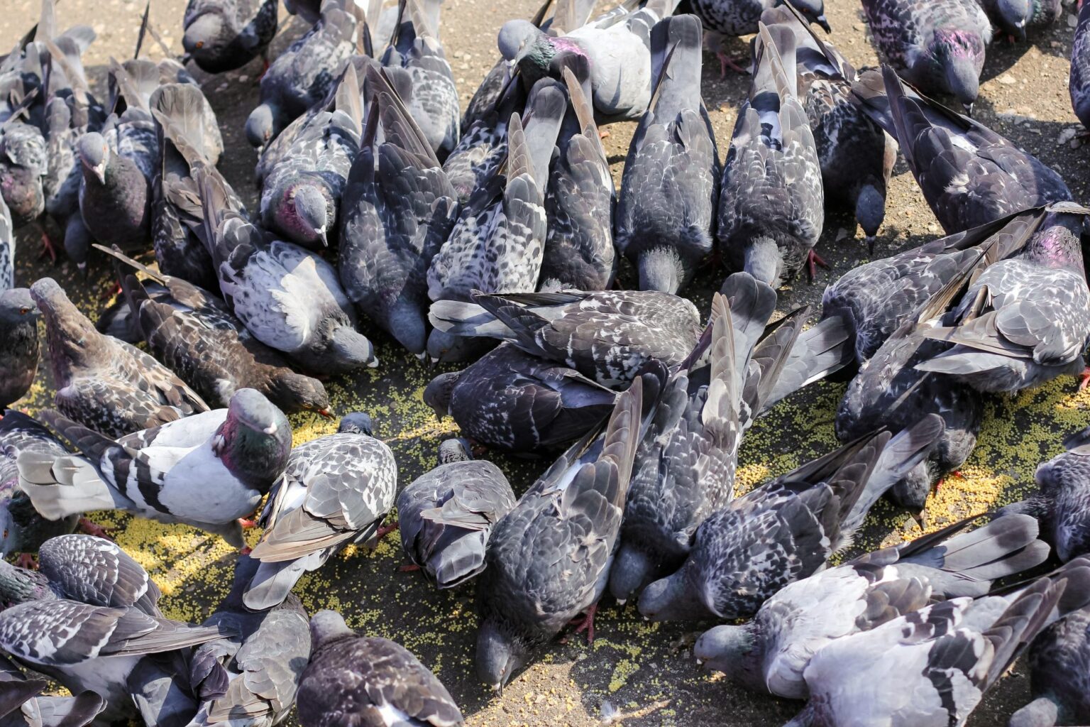 When to Plant Japanese Millet for Ducks?