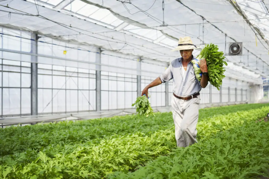 a man working in a greenhouse harvesting a commerc 2022 03 04 02 18 51 utc