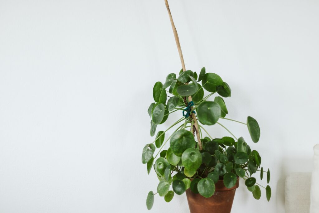 a pilea chinese money plant in front of a white w 2022 10 31 09 37 28 utc 1