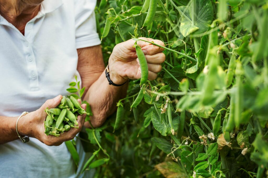 a-woman-picking-pea-pods-from-a-green-pea-plant-