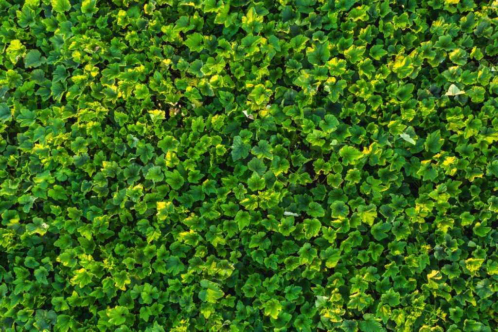 aerial view of field with pumpkin plants on a sunn 2021 08 28 15 25 34 utc