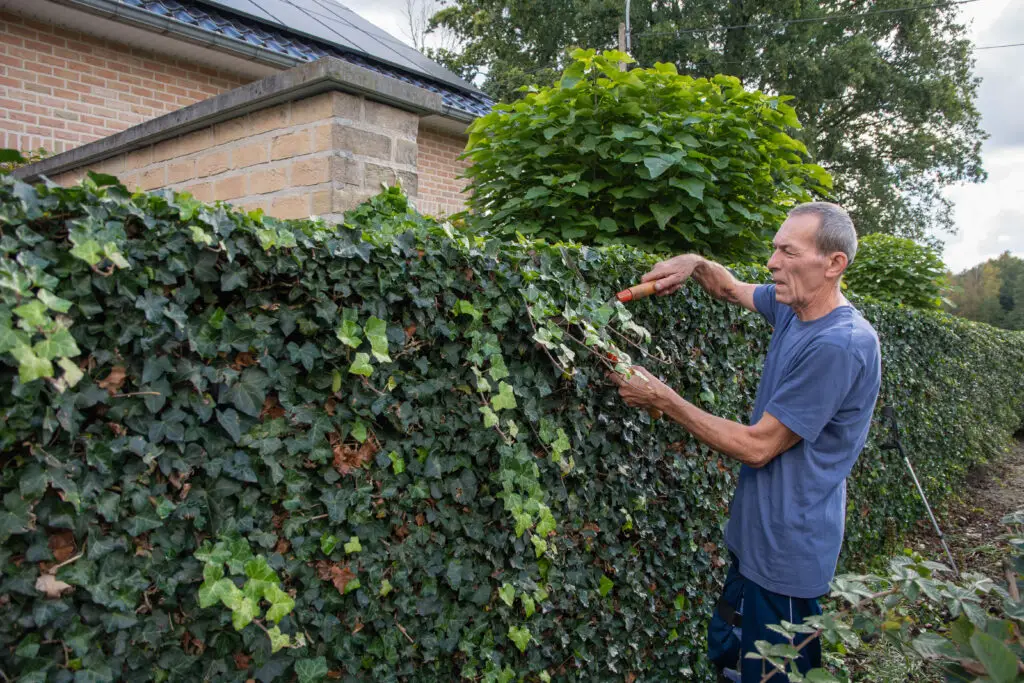 aged gardener cuts ivy s fence with a large secate 2023 11 27 04 49 07 utc