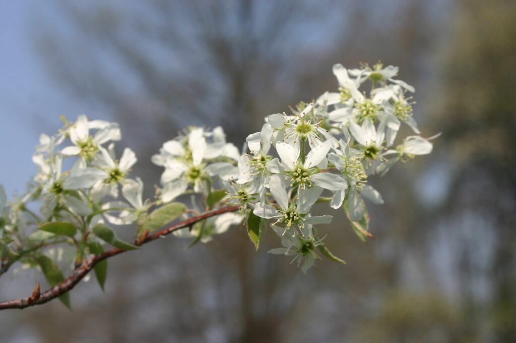 amelanchier 817661 1280