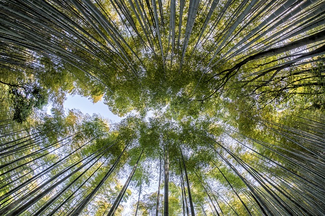 bamboo 1886974 640