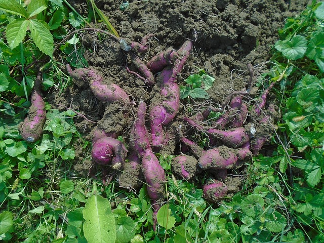 When to Plant Sweet Potatoes in Zone 8a