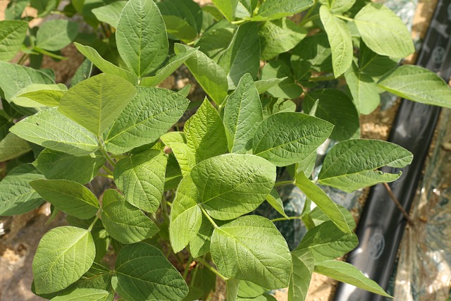 bean leaf 2610454 640 1
