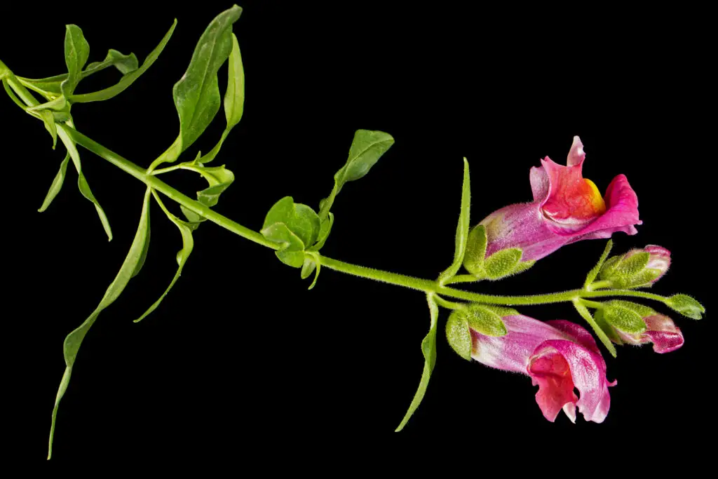 beautiful flowers of snapdragon lat antirrhinum m 2023 07 14 07 47 11 utc 1