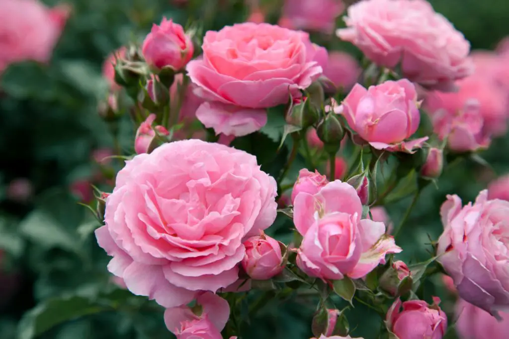 beautiful roses flowers bush 2022 11 15 18 03 30 utc