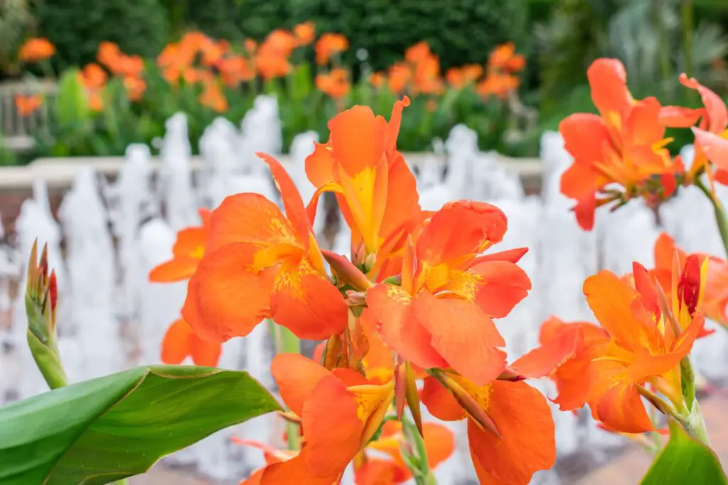 beautiful vibrant orange canna lilies around a gar 2022 11 07 05 08 11 utc