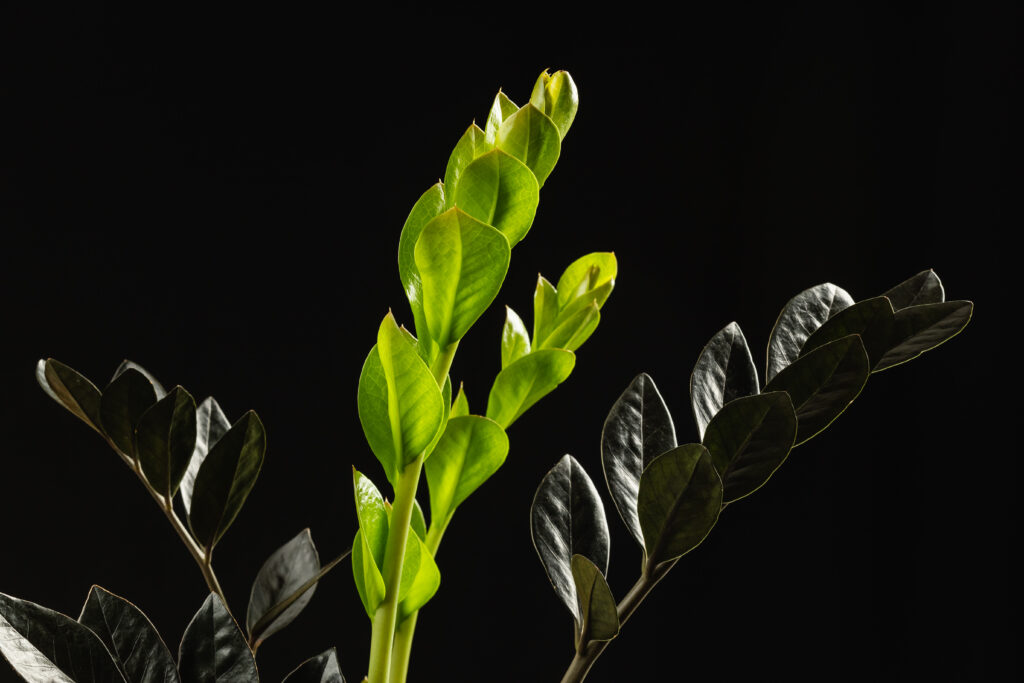 black leaf zamioculcas raven zz plant new growth 2023 05 23 00 50 29 utc