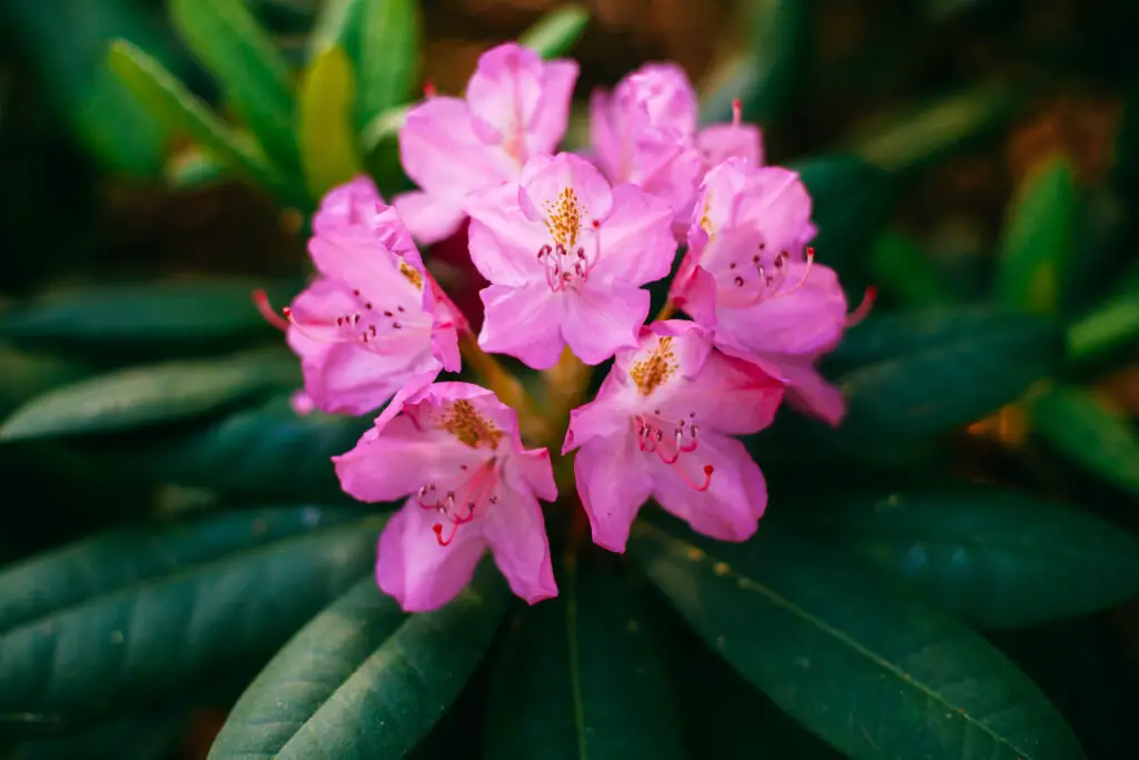 blooming pink flowers of rhododendron smirnowii 2021 08 26 23 05 53 utc 1