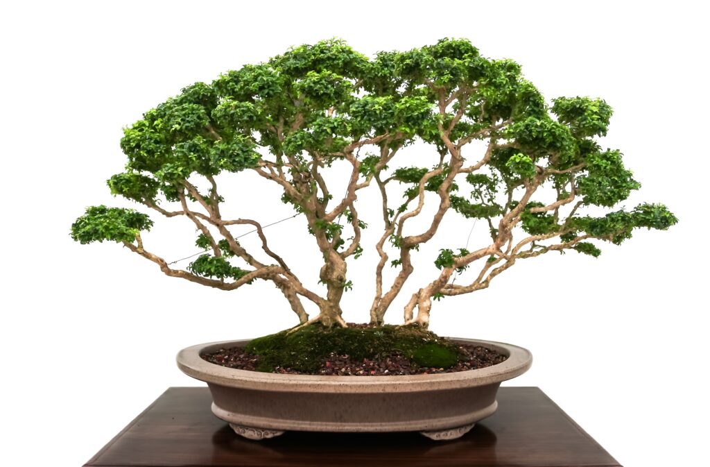 bonsai tree 2023 01 26 17 03 09 utc