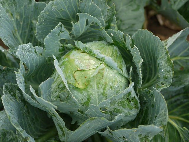 cabbage 1756550 640