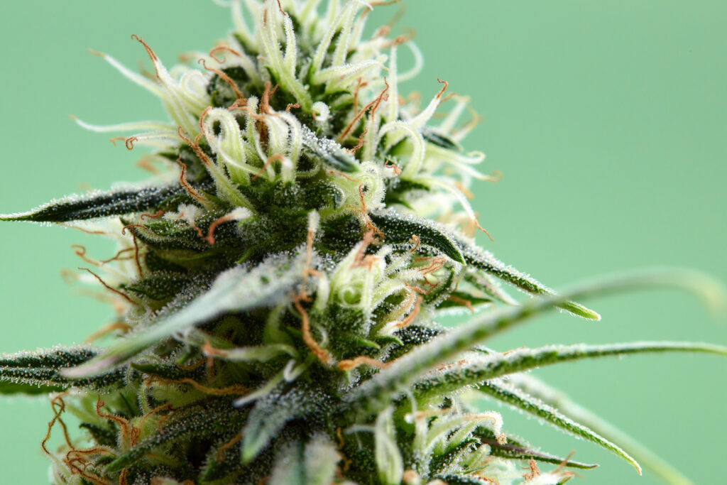 cannabis bush close up tetrahydrocannabinol macro 2023 03 15 23 06 07 utc