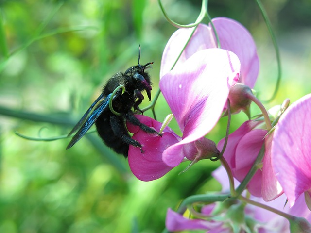 carpenter bee 3204522 640