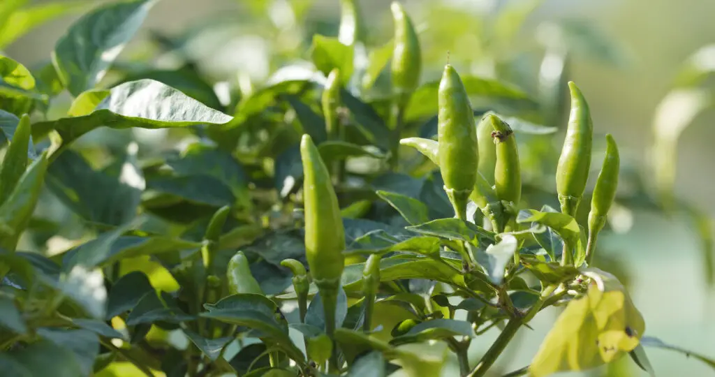 chili pepper plant 2022 12 15 20 46 25 utc