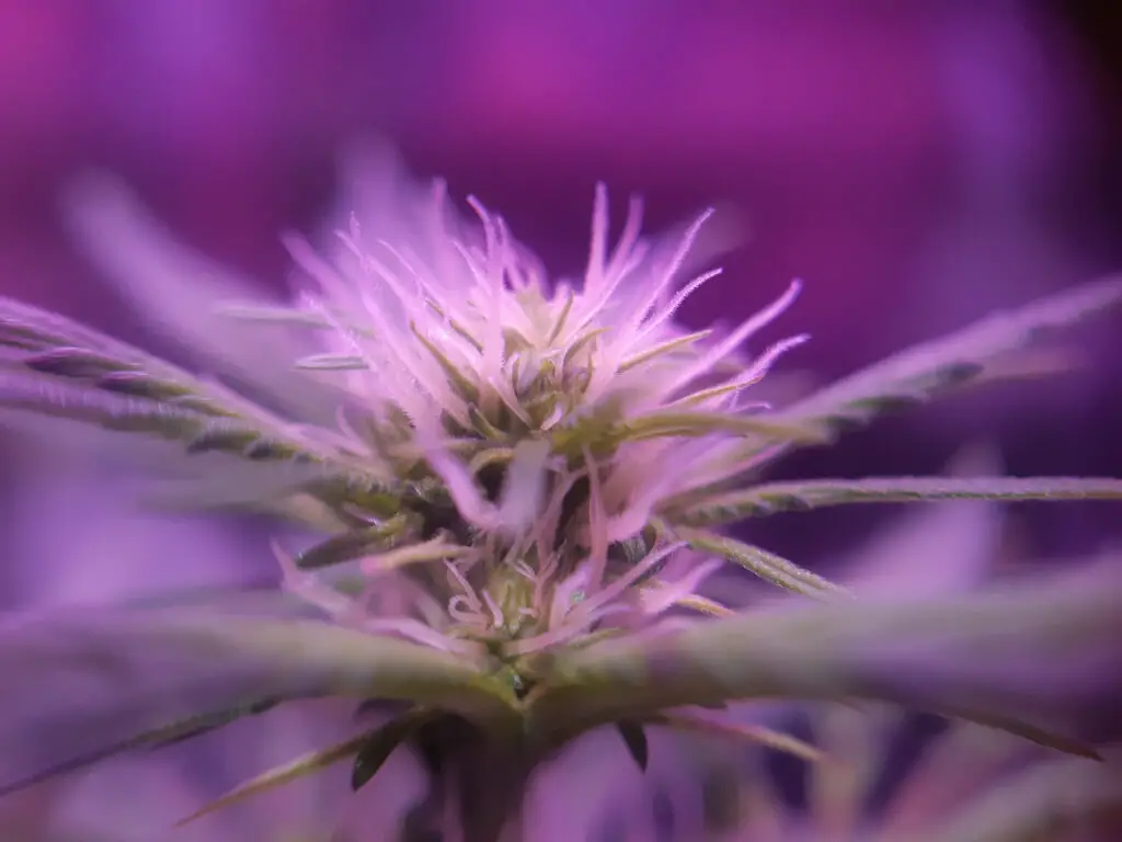 close up of cannabis plant starting to flower pis 2022 12 23 00 09 26 utc