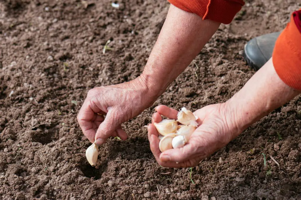 close-up-of-woman-planting-garlic-