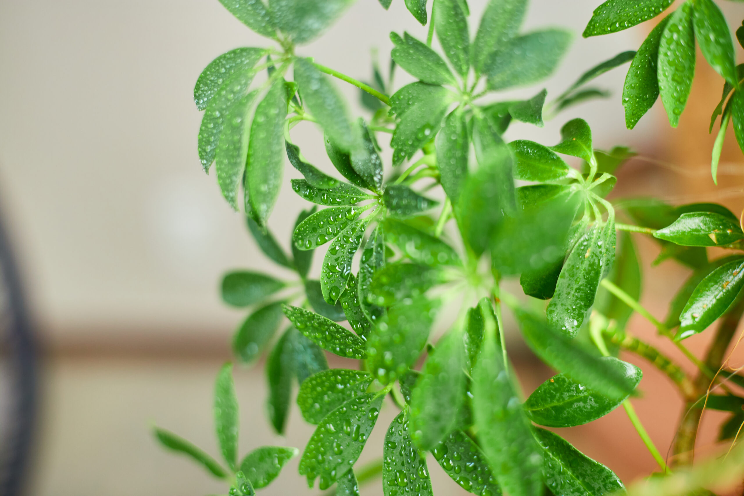 close up schefflera house plant umbrella plant a 2022 02 17 22 46 38 utc scaled