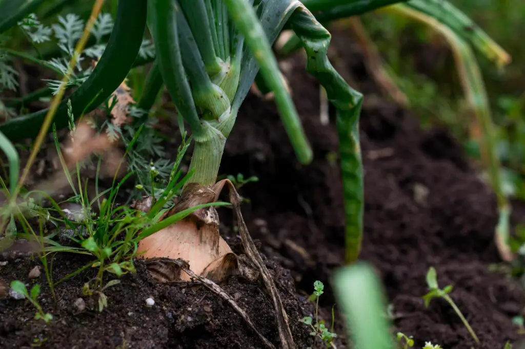 closeup-shot-of-garlic-plant-in-the-soil-