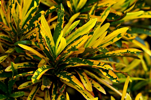 croton 7506892 640