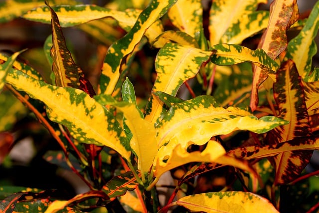 croton 7520795 640