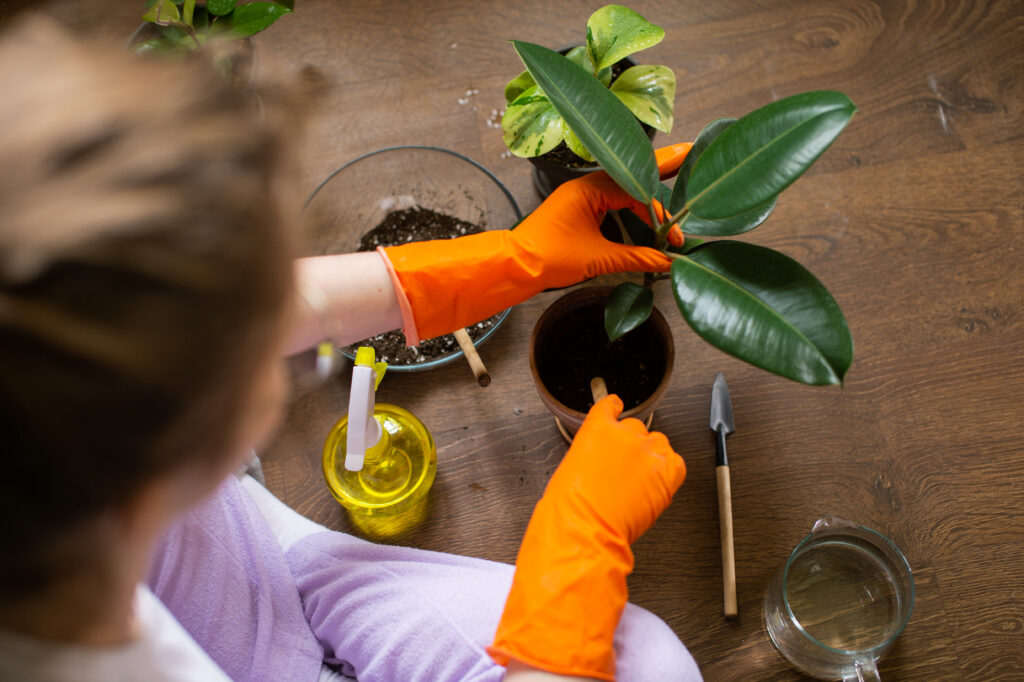 cute girl in rubber gloves plants a potted indoor 2022 10 20 19 49 59 utc