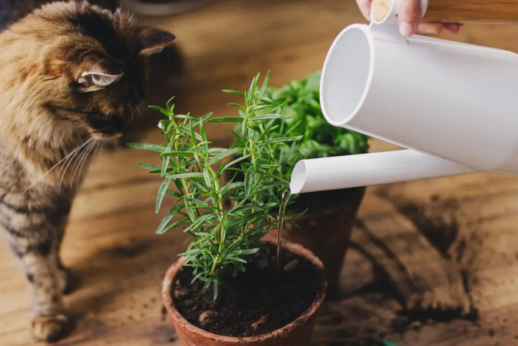 cute tabby cat looking at watering fresh basil and 2021 09 03 11 08 04 utc