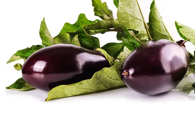 eggplant 1659784 640
