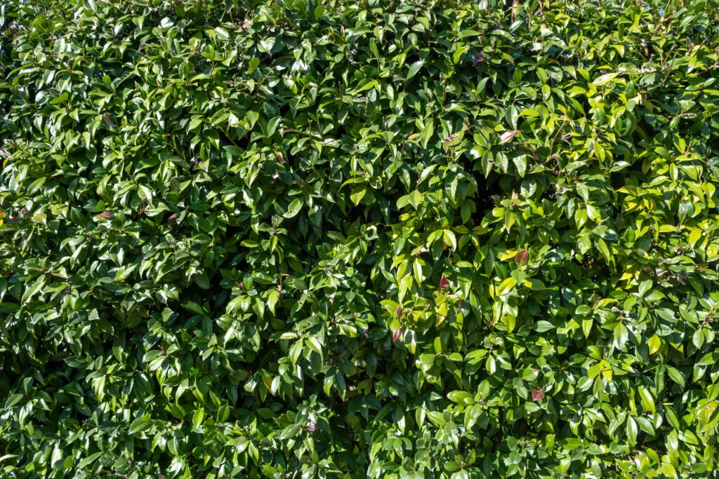 evergreen cherry laurel shrub background texture 2023 04 10 21 11 43 utc