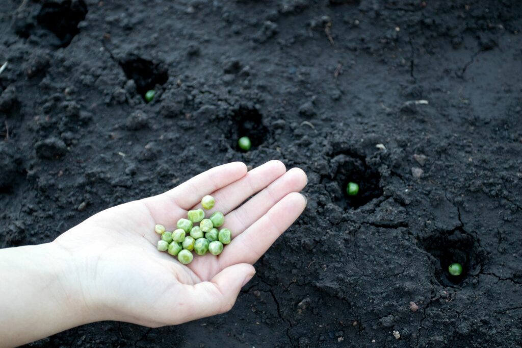 farmers-hand-planting-seed-of-green-peas-into-soil-