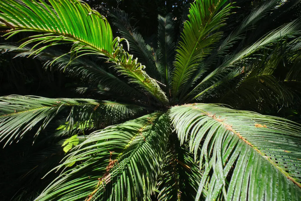 fern palm sago palm cycas revoluta close up 2023 09 12 19 26 41 utc