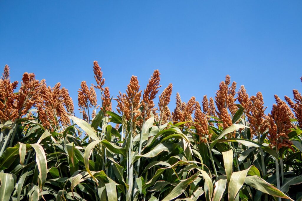 When to Plant Iron Clay Peas in Georgia