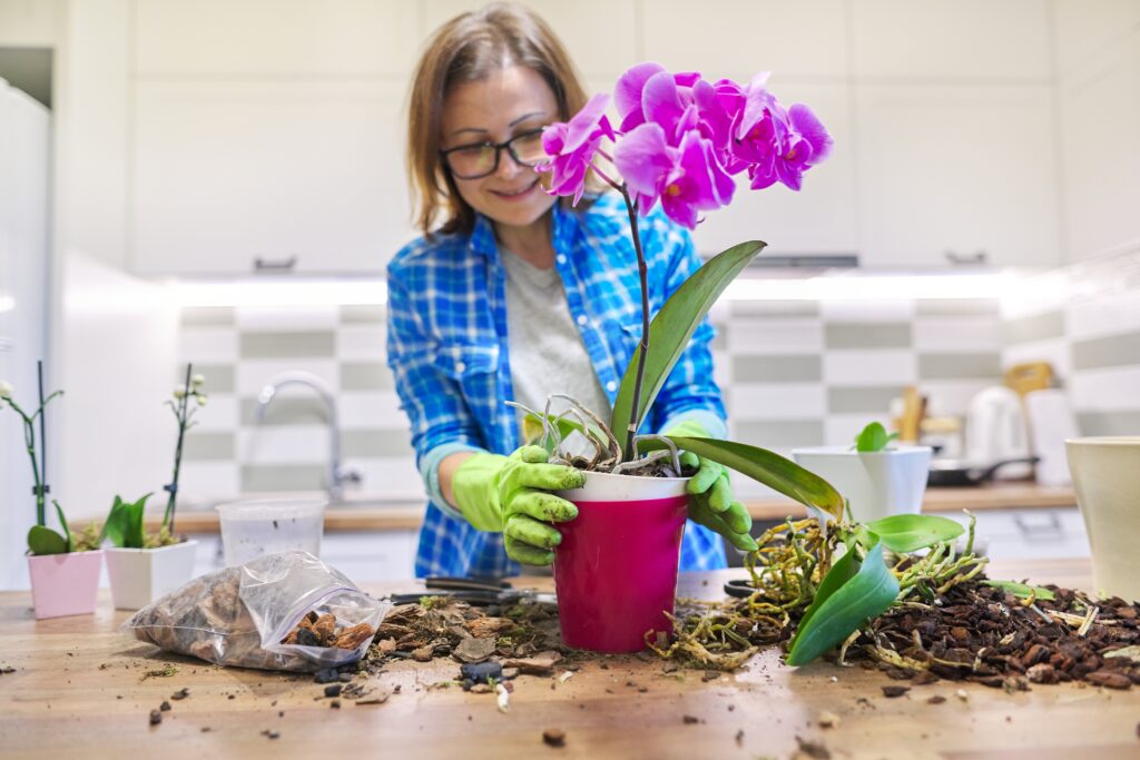 flower orchid in pot woman caring transplanting p 2022 01 14 00 01 15 utc 1