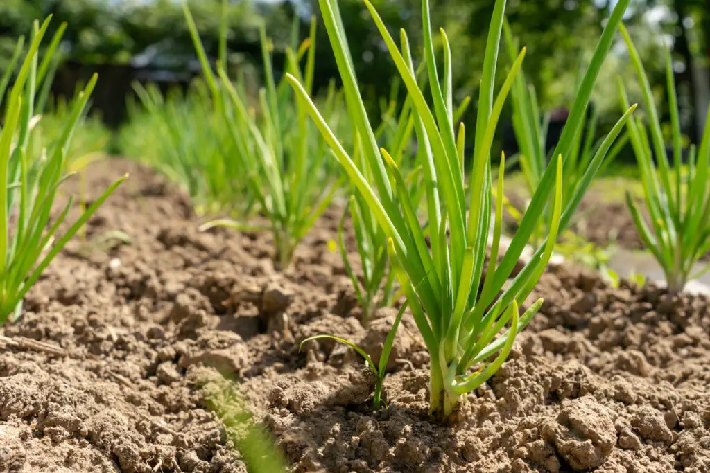 fresh green onion beds close up private farming 2022 11 17 00 19 30 utc