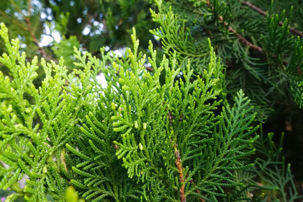fresh green pine leaves 2021 08 29 17 32 47 utc