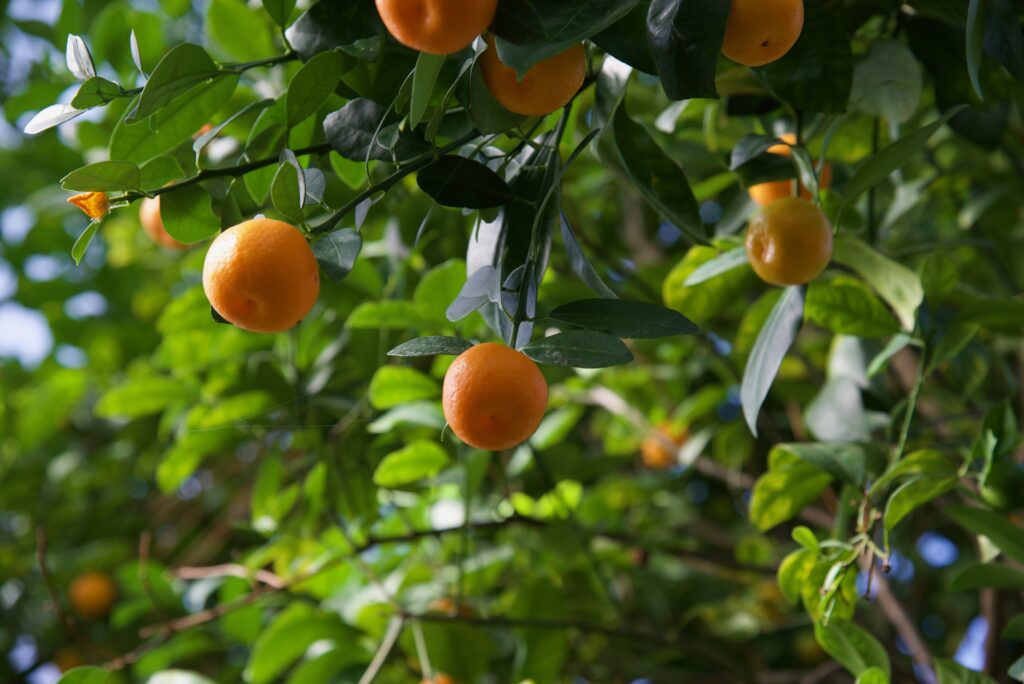 fresh oranges growing on an orange tree 2022 11 07 05 22 19 utc