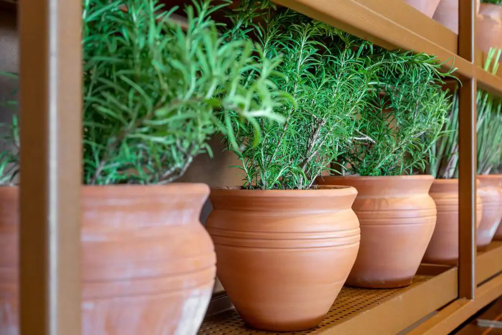 fresh rosemary plants growing in the clay pots at 2022 11 14 05 42 39 utc