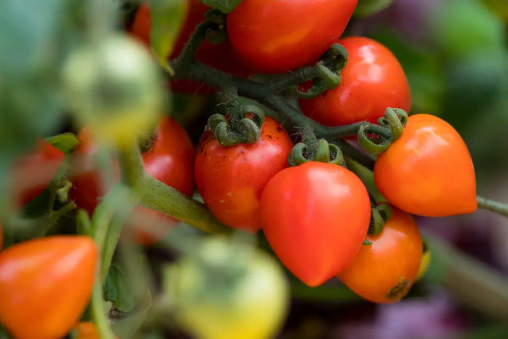 fresh tomato plant in garden 2022 12 15 21 01 10 utc
