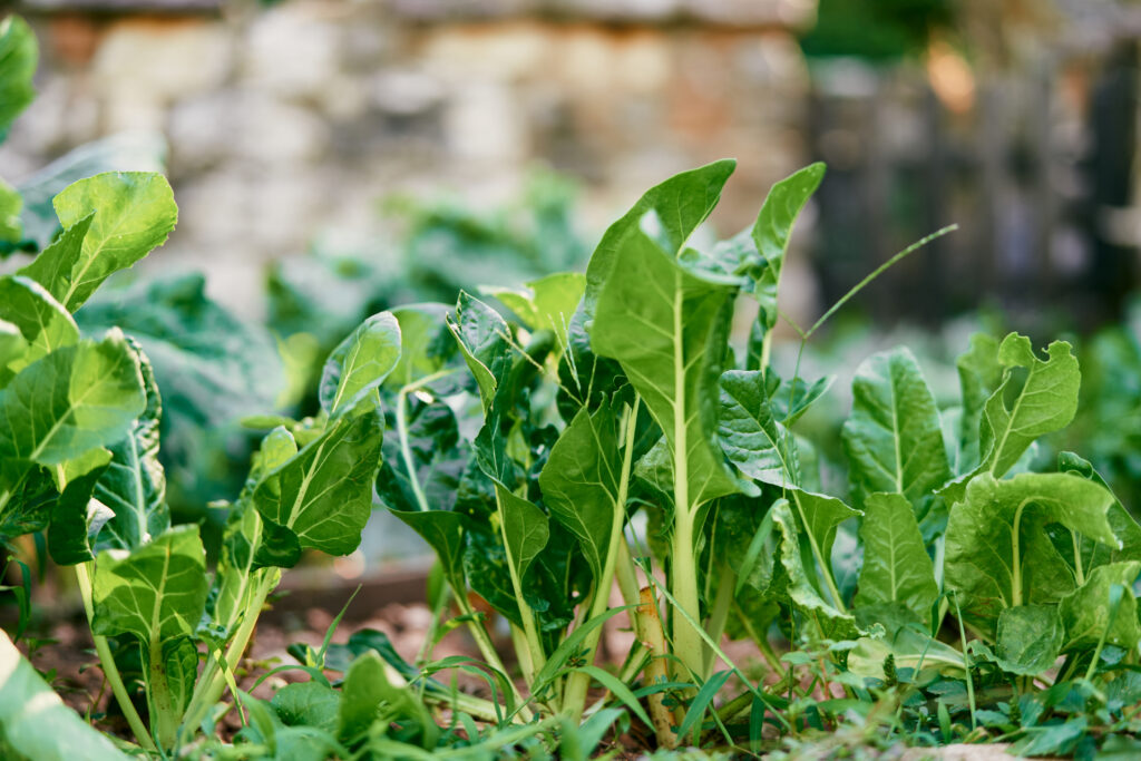garden bed with green chard leaves 2022 09 01 19 35 10 utc 1