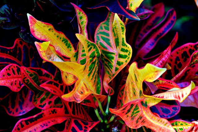 garden croton 7301031 640