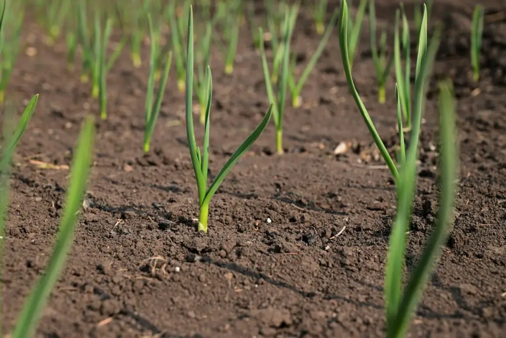 garlic-spring-gardening-growing-garlic-seeds-