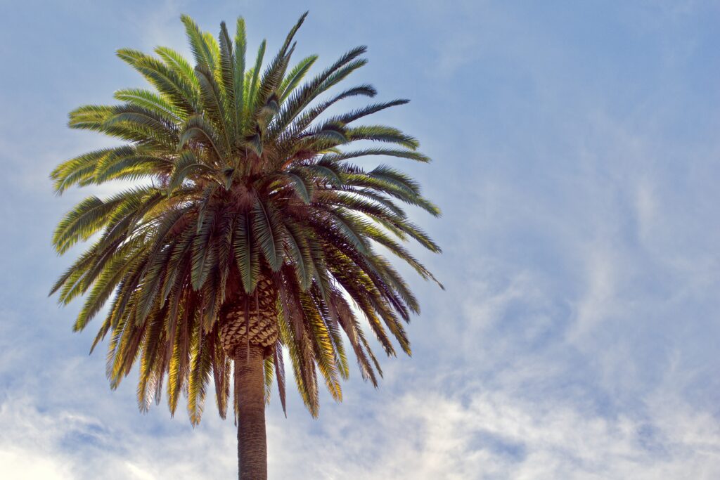 gigantic perfectly shaped queen palm towering i to 2022 11 10 10 41 21 utc