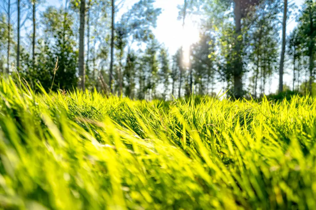 grass-growing-in-the-bright-sunlight-