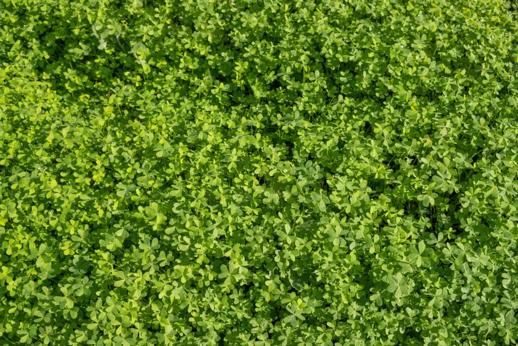 green clover shamrock background texture trefoi 2023 03 01 20 39 01 utc